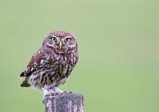 Steinkauz - Little Owl (Athene noctua)